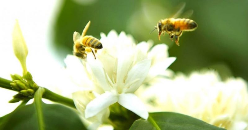 Mật Ong Cà Phê Tây Nguyên
